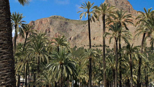 ENTORNOS NATURALES: PALMERAL Y MIRADOR DEL SEMINARIO