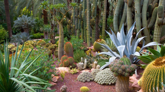 PALMERAL DE ELCHE
