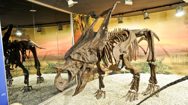 MUSEO PALEONTOLÓGICO DE ELCHE
